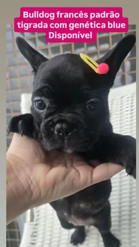 Bulldog francês padrão. Tigrada. Com genética blue 