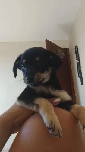 Estou com uma filhotinha de 2 meses para adoção