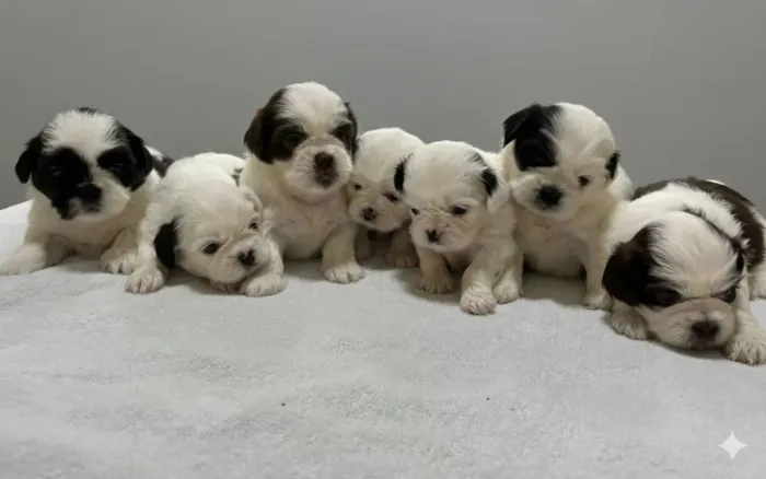 FILHOTES Shintzu mini