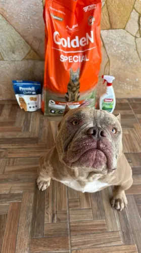 American Bully Pocket