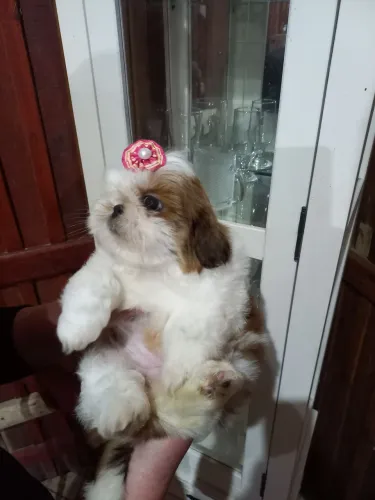 Mini shih tzu