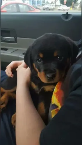 Rottweiler Um cachorrinho para viver novas histórias com você