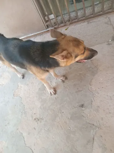 Cachorra pastor alemã