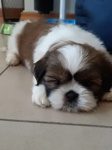 Shih Tzu Cachorrinho com perfil que pode surpreender
