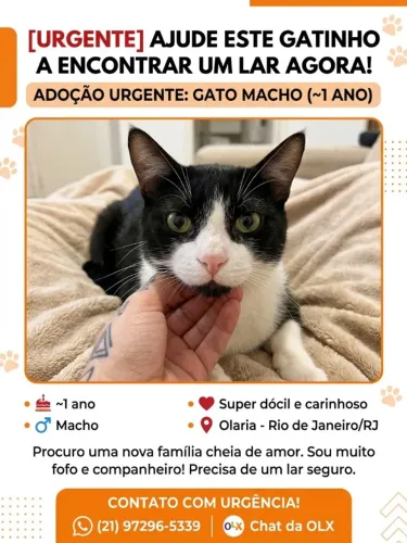 Adoção: Gato Macho (~1 ano)