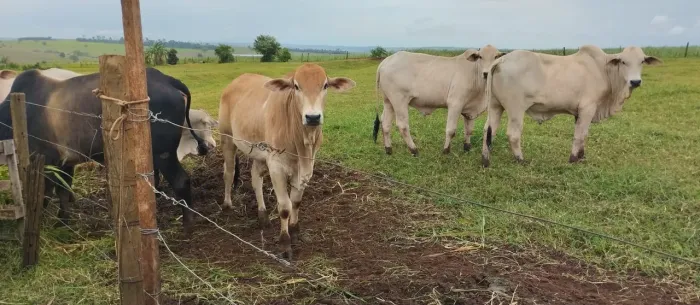 Bois