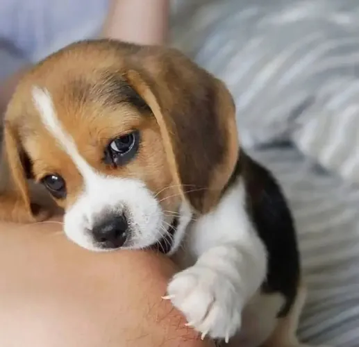 Filhote Beagle, Quem precisa de um despertador quando se tem um filhote cheio de energia?