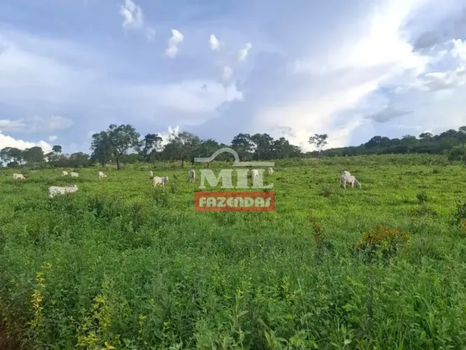 Fazenda 1.000 alqueires (4.840 hectrares) Rio Do Sono - To