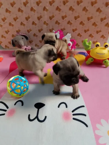 Filhote de pug
