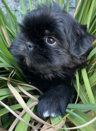 Filhote shihtzu macho
