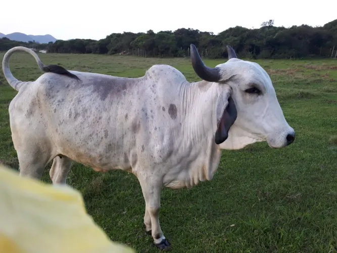 Vaca raça Girl Branca