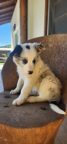 Filhote border collie fêmea pura