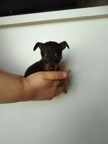 Pinscher filhote