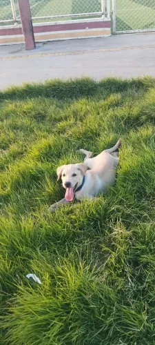 Vendo labrador 5 meses
