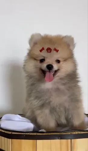Lulu da pomerania