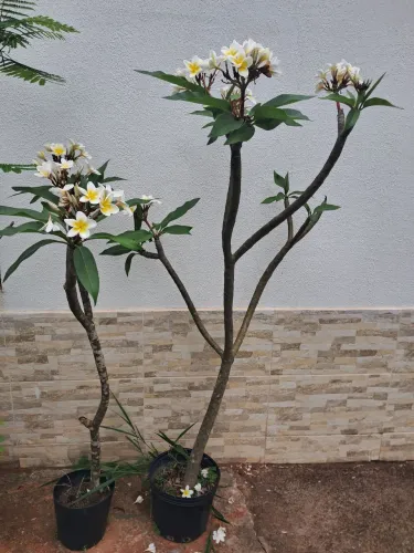 Mudas de jasmim
