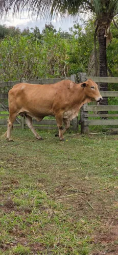 Vaca anelorada - Foi coberta por touro P.O.
