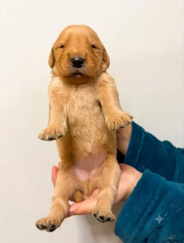 Golden Retriever Machos com Pedigree - Vermifugados e 1ª Vacina Importada