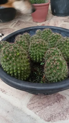 Cactos Florindo