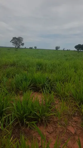 Fazenda 2.560 hác, em Rio do Sono TO. Aceita 100% em permuta R$:25 milhões.