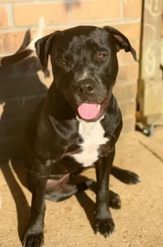 Vendo Pitbull de 2 anos, em ótimas condições, vacinado#@7!!
