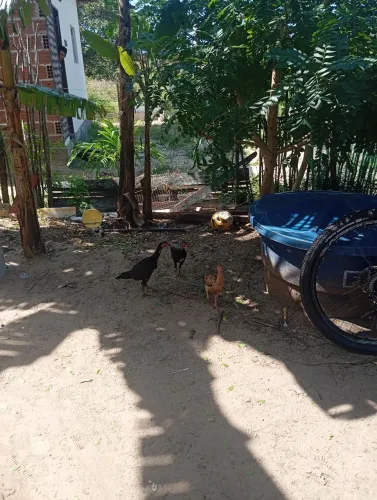 Franguinhas de raça a venda 