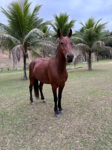 Égua MM