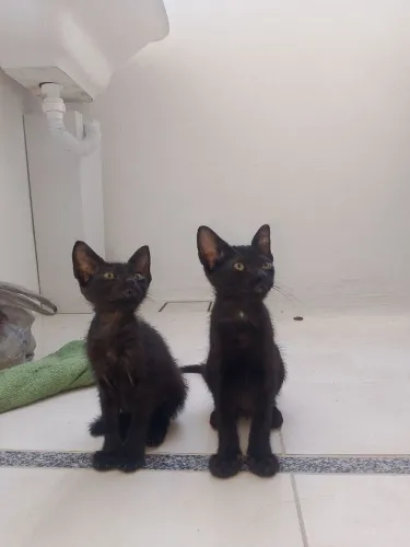 Gatinhos disponíveis para adoção responsável 