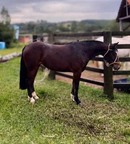 Égua Colorada BRAGADA
