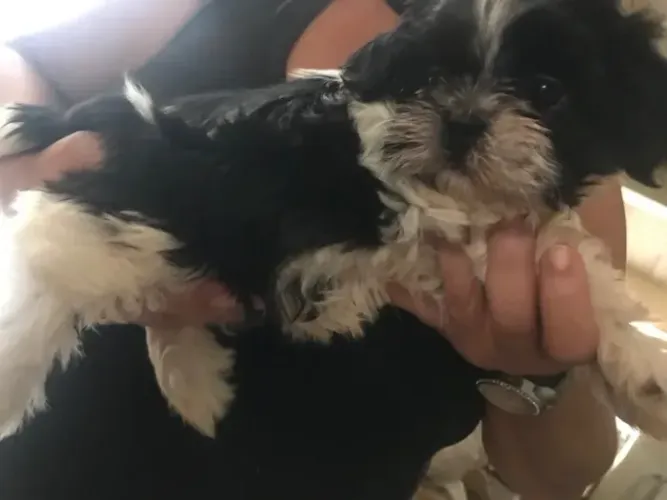 Filhotes de Shih-tzu