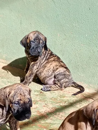 Fila Brasileiro 