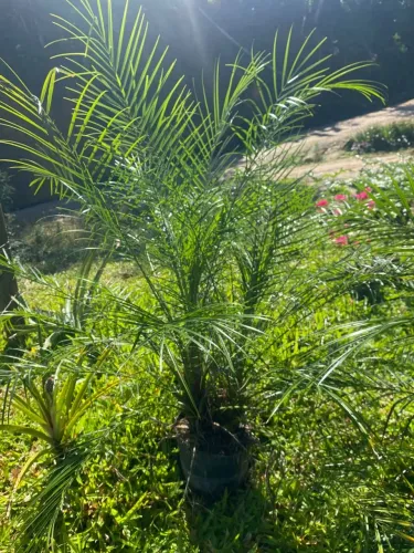 Palmeira fênix