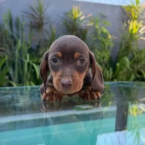 Dachshund: Seu Novo Companheiro Pode Começar Aqui