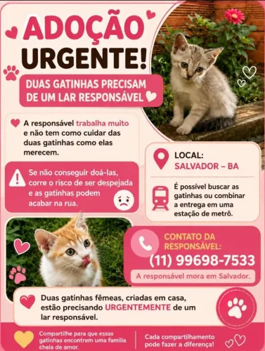 Gatas filhotes para adoção