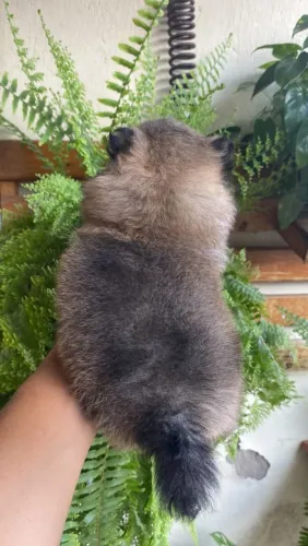 Spitz alemão macho