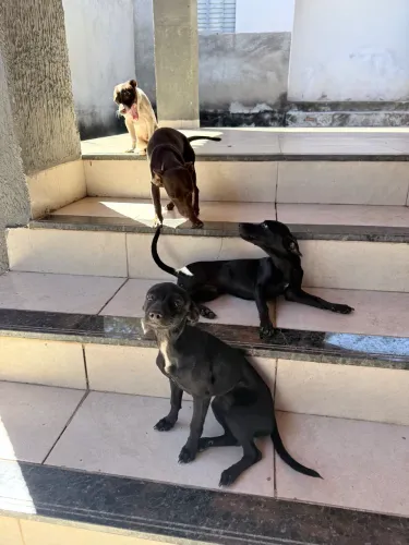 Vendo Cachorro Pinscher n2 