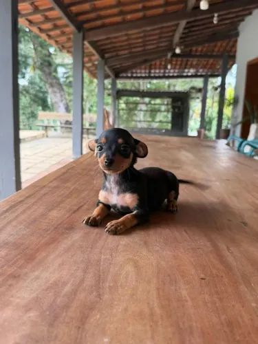 Pinscher para Salvador