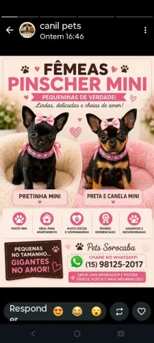 Pincher:: Fêmea pronta entrega (R$1.499.00 /12X No Cartão