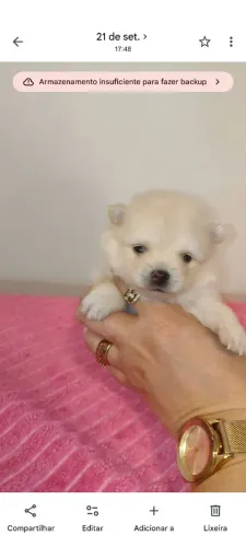 Lulu da pomerãnea 