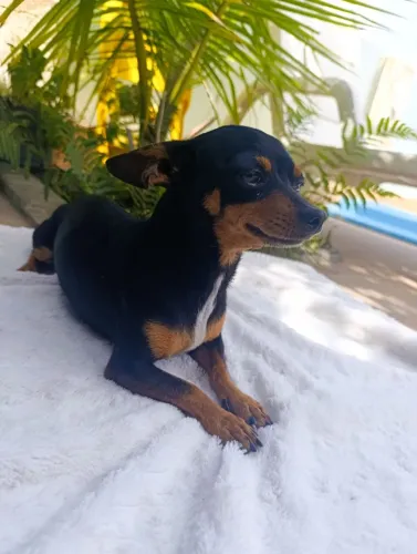 VENDO PINSCHER MACHO 3 ANOS DÓCIL