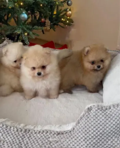Lulu da Pomerania anão Filhotinhos já vacinados 