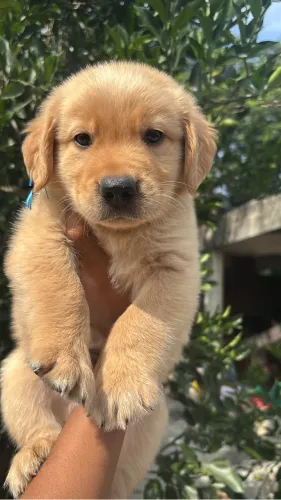 Companheiro ideal para sua família, Filhote Golden Retriever