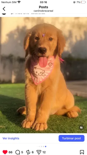 Golden Retriever do Melhor Canil Especializado @CanilNobrezaReal