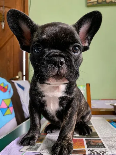 Linda filhote de Bulldogue francês