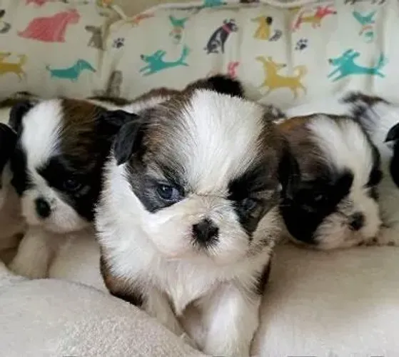 Shihtzu Mini Filhotes Os Mais Bonitos Disponíveis. 