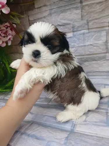 Shitzu machinho mini lindo