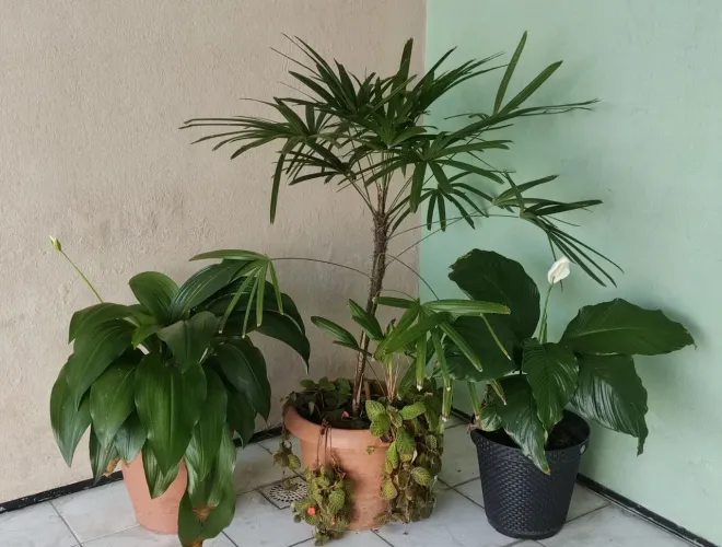 3 Plantas para decorar seu Ambiente 