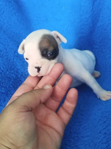 Filhote de Bulldog francês puro só tem 1 disponível
