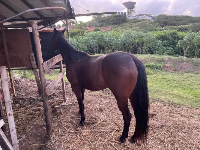 Vendo égua