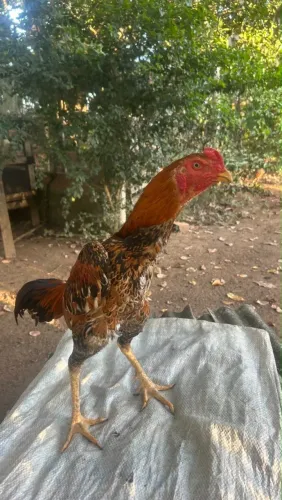 Galo de raça R$250,00